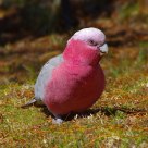  玫瑰葵花鹦鹉    (Galah Cockatoo)